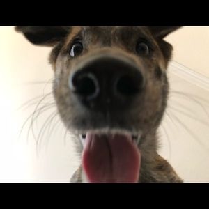 Meet your Posher, Riley